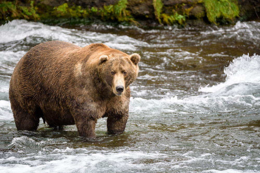 Alaska: Fettester Bär gekürt