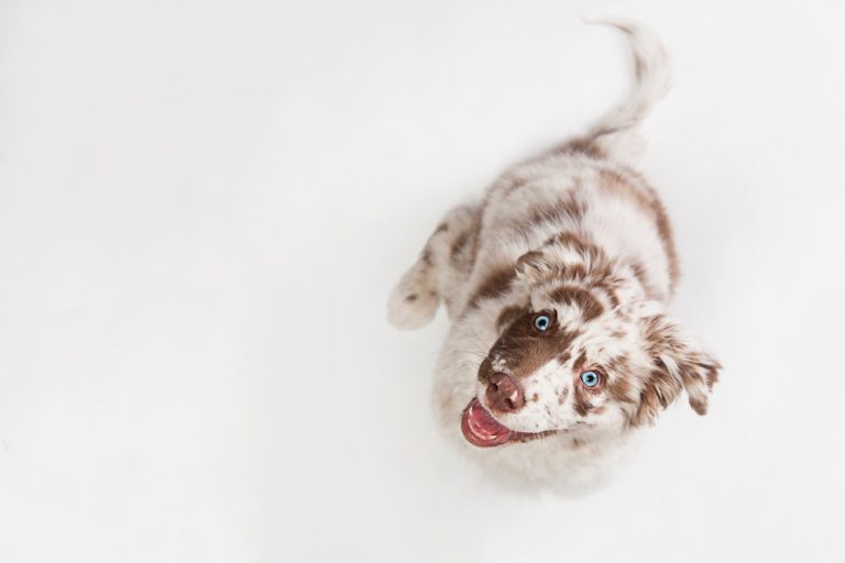 süßesten hunde