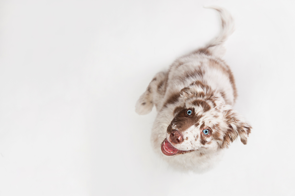 Die 8 süßesten Hunde auf Instagram