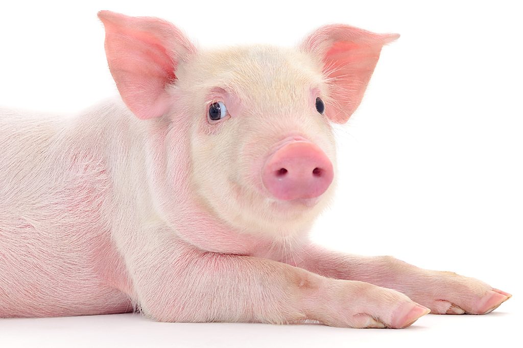 China: 15 lebende Schweine als Crashtest-Dummys eingesetzt