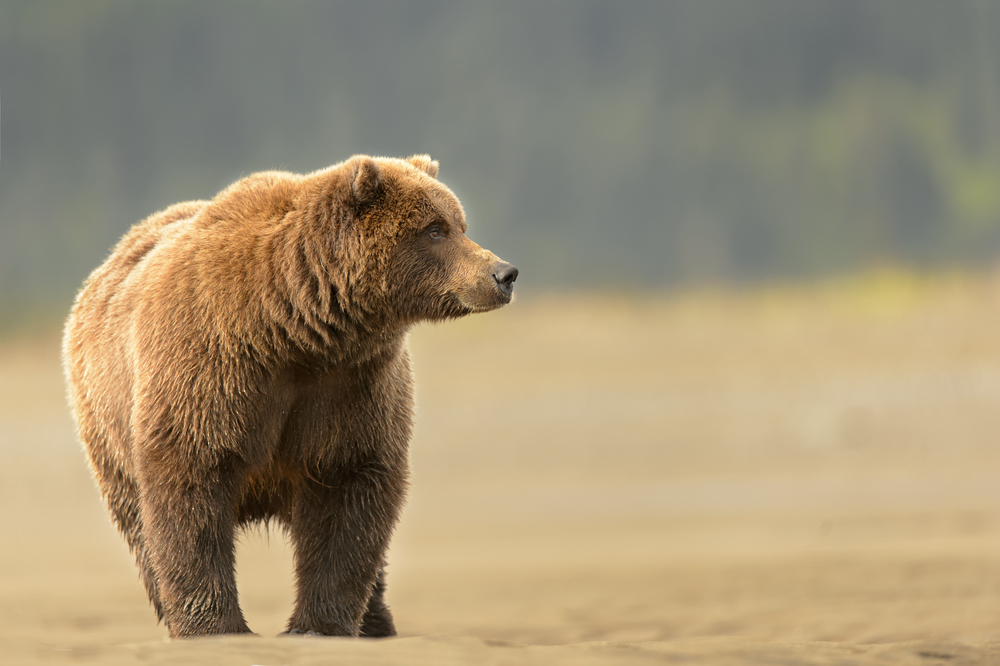 Discovery Channel lässt Menschen gegen Grizzlybär antreten
