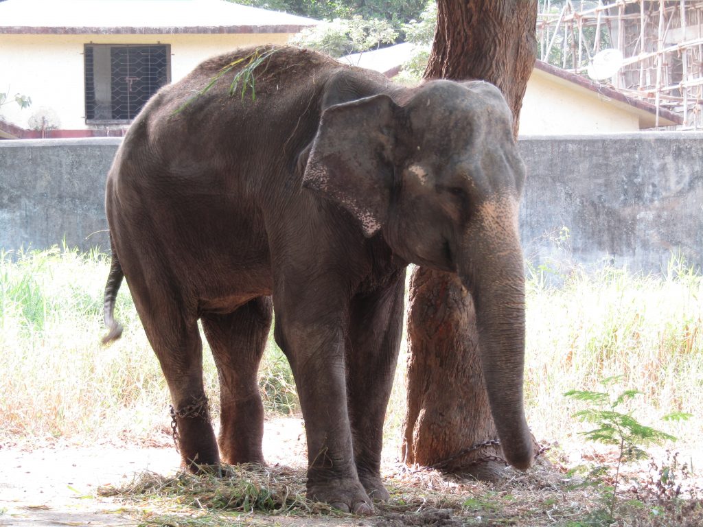 Zoo Leipzig: Elefantenkuh stirbt wegen mehreren Fehlgeburten