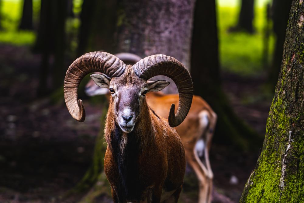 Bielefeld: Gericht verurteilt Wildschaf-Herde zum Tode