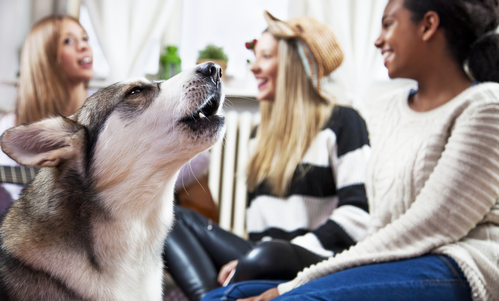 Hund kann mit seiner Besitzerin kommunizieren