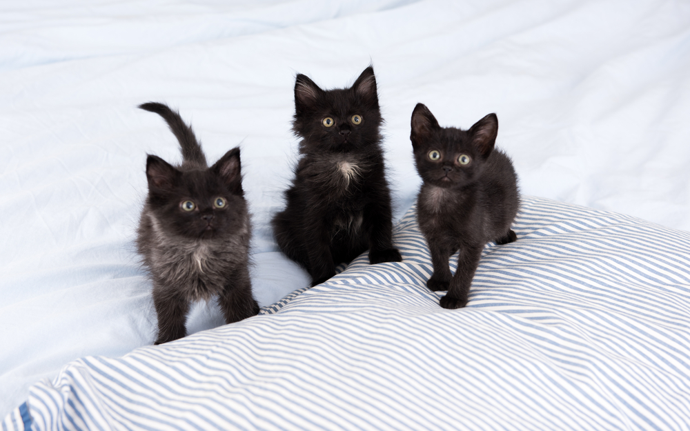 Hündin Rettet 5 Katzenbabys Vor Dem Erfrieren