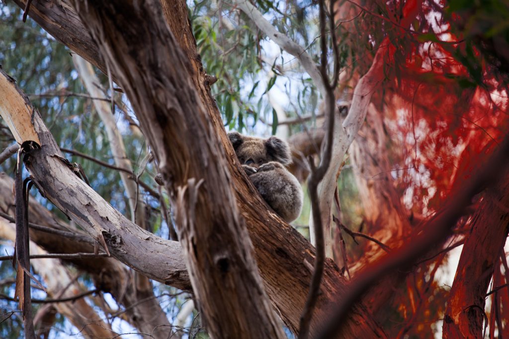 Australien brennt: Koalas sind „funktional ausgestorben“