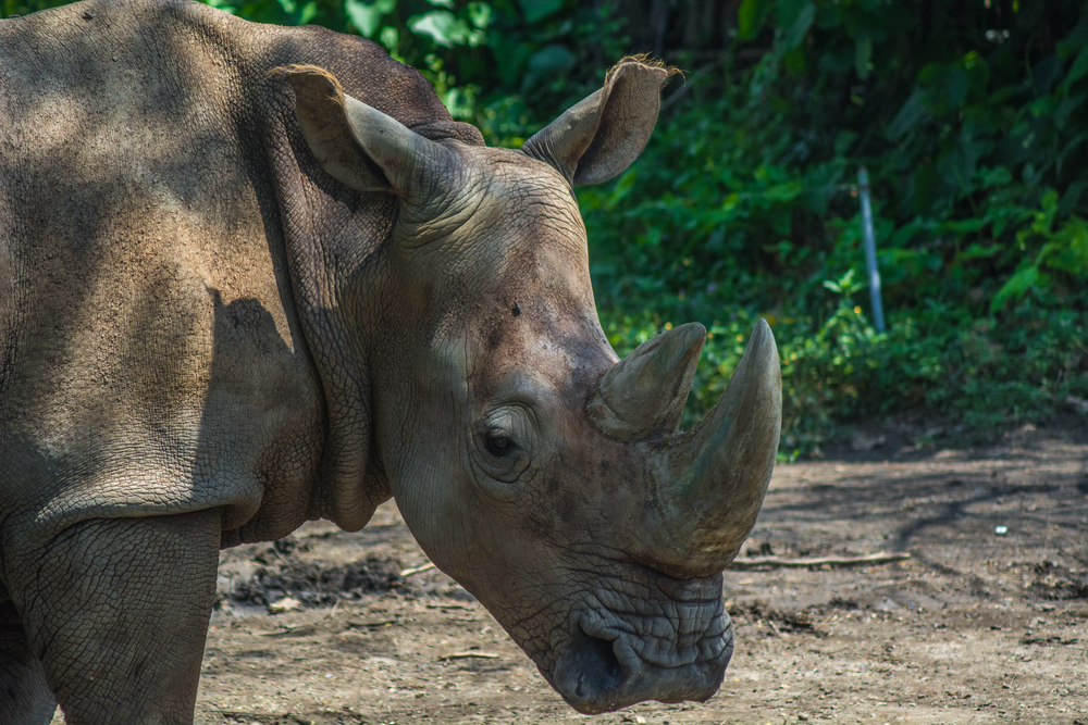 Vom Aussterben bedroht: Letztes Sumatra-Nashorn in Malaysia tot