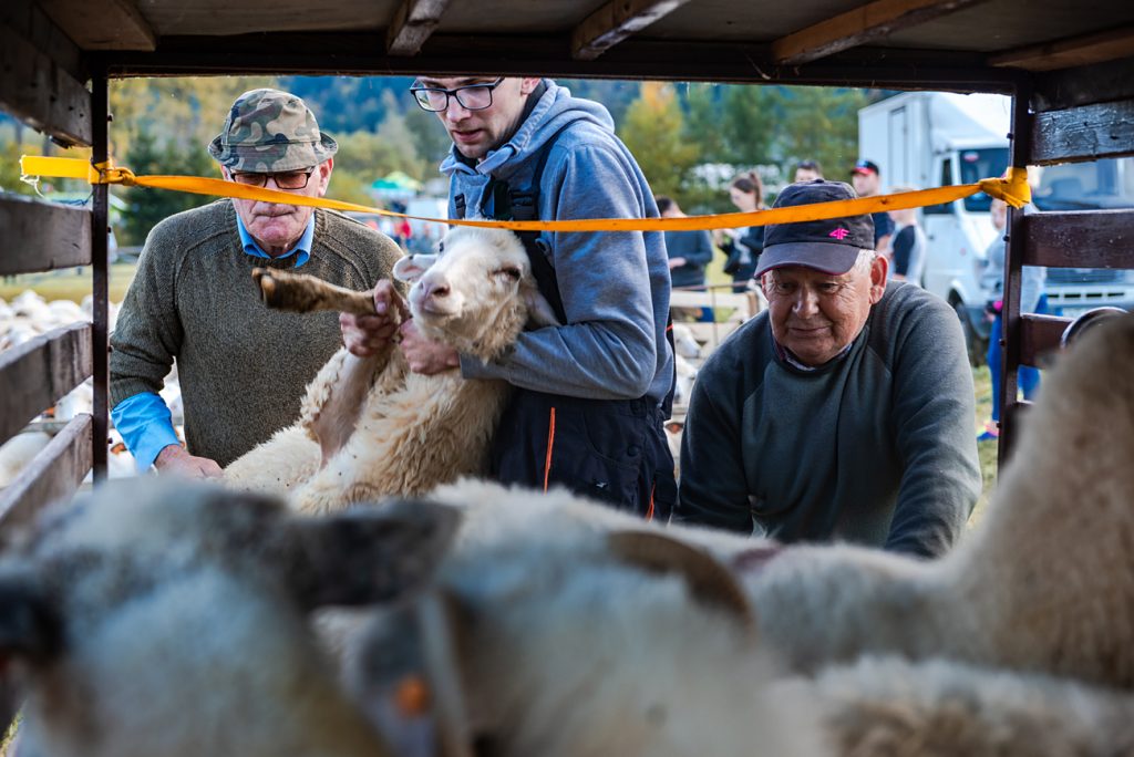 Schwarzes Meer: Transportschiff gekentert, 14.000 Schafe ertrunken