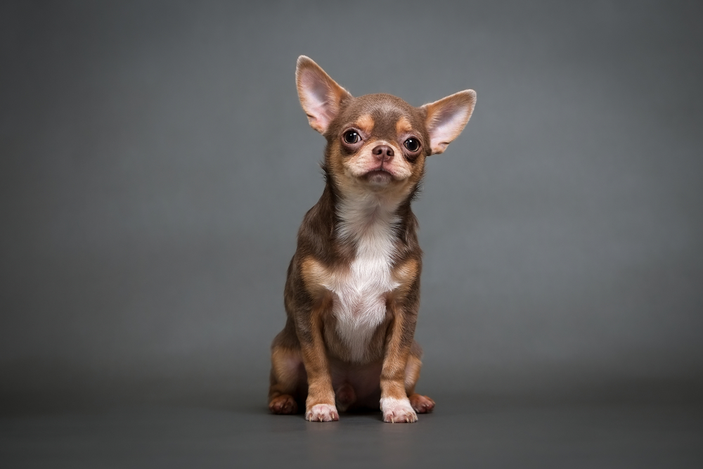 Tierquälerei: Frau schnürte Chihuahua mit BH-Träger die Schnauze ab