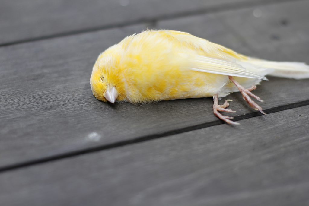 Europa: Das große Vogelsterben