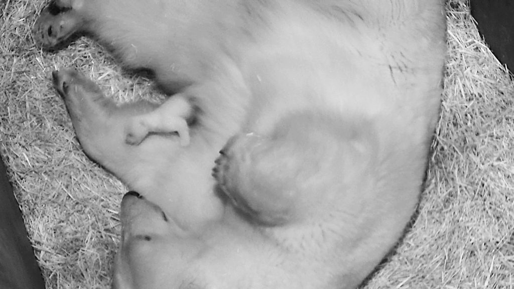 Eisbär-Baby im Tiergarten Schönbrunn geboren