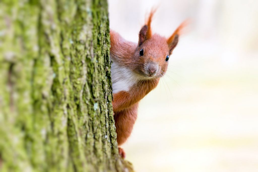 Eichhörnchen lebendig an Baum genagelt: Brutales Foto