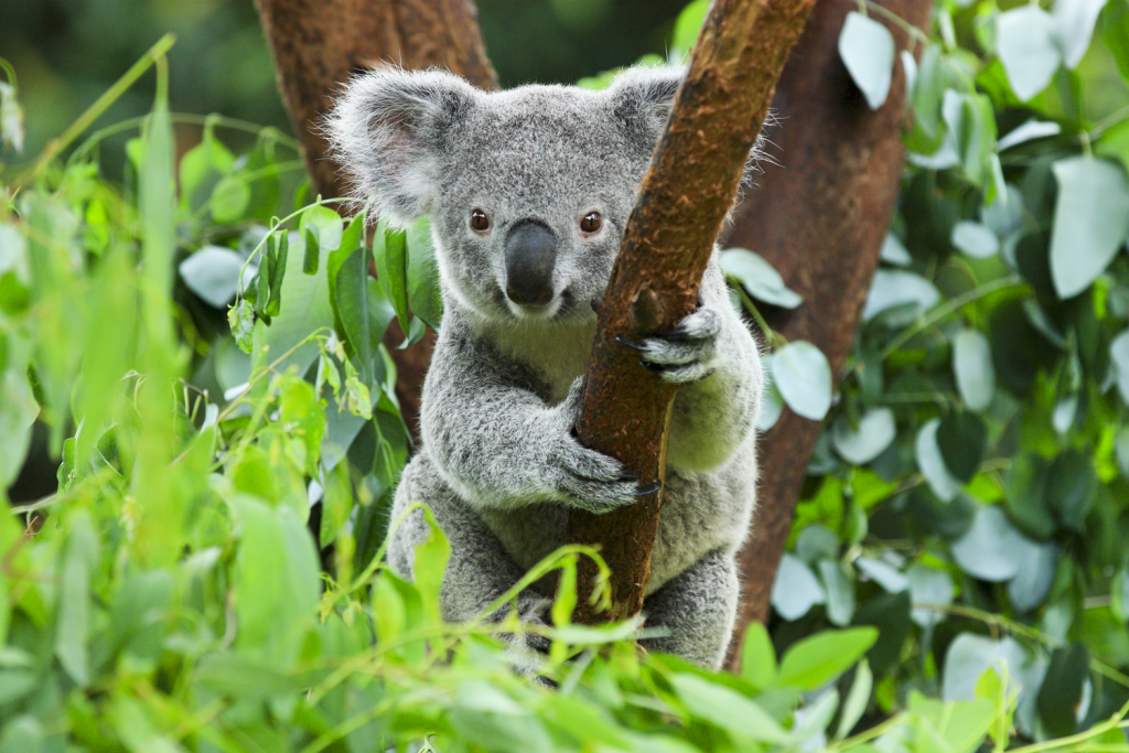 Australien: Geretteter Koala stirbt an seinen Verletzungen