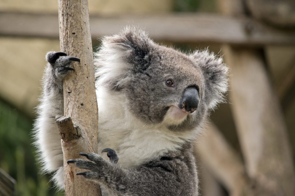 Mehr als 2000 Koalas in Australien verbrannt