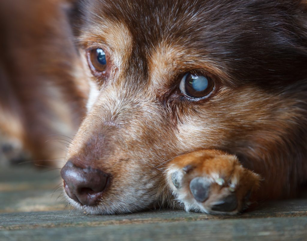 Blinder Hund einfach im Wald ausgesetzt