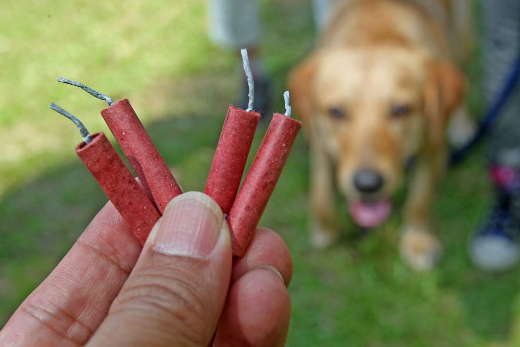 Edeka verkauft kein Silvester Feuerwerk: Tieren und Umwelt zuliebe