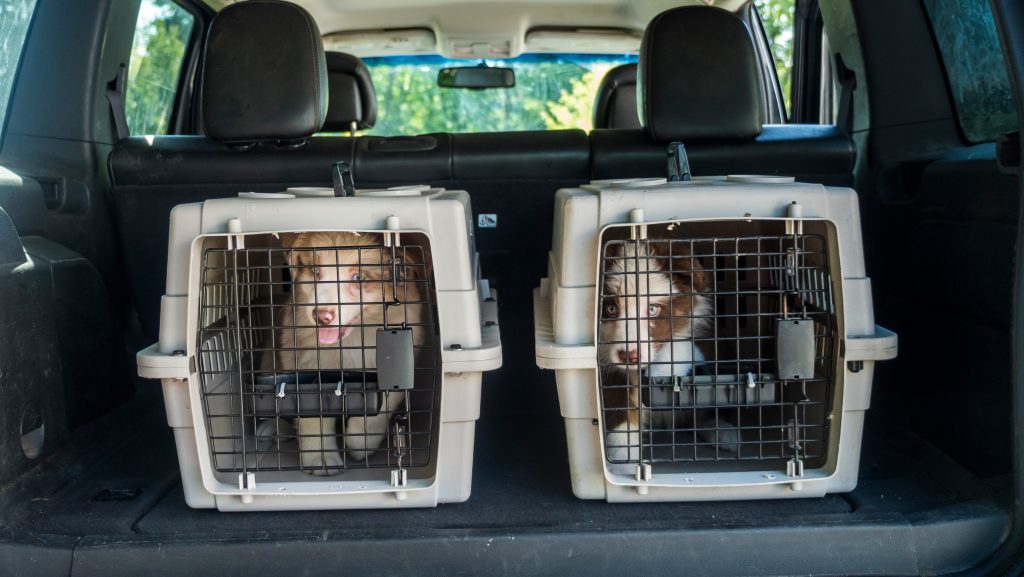 Kärnten: Polizei findet 27 Hundewelpen in Kofferraum