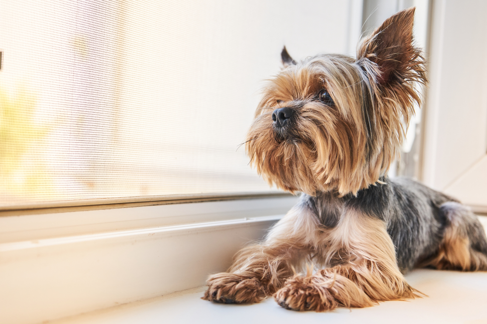 Streit mit Freundin: Mann wirft Hund aus dem Fenster