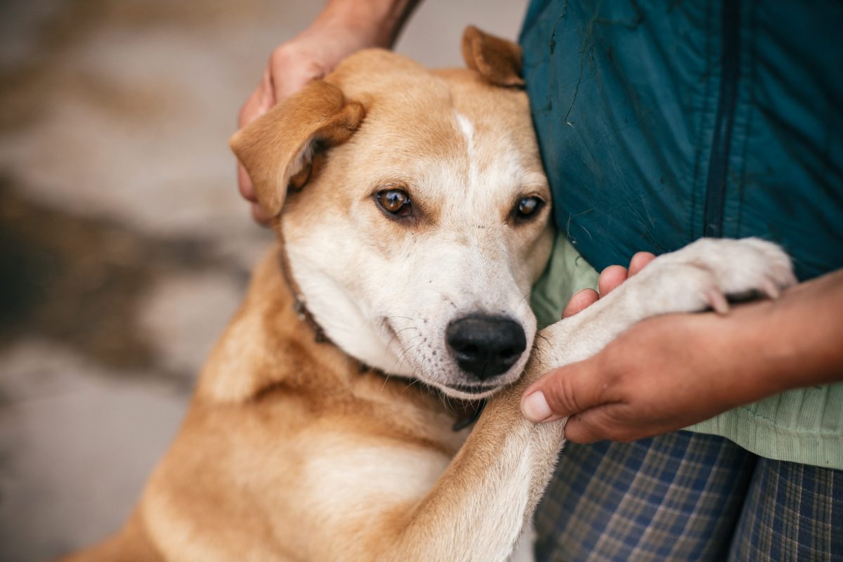 Nach 500 Tagen Hund freut sich über Adoption