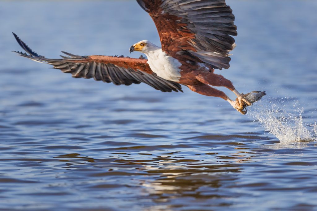 Fischer retten Adler aus Armen einer Riesenkrake