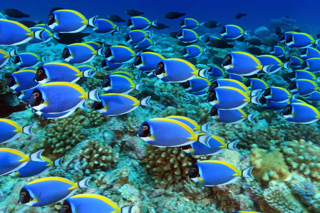 Sauerstoffverlust im Meer: Fische können nicht mehr atmen
