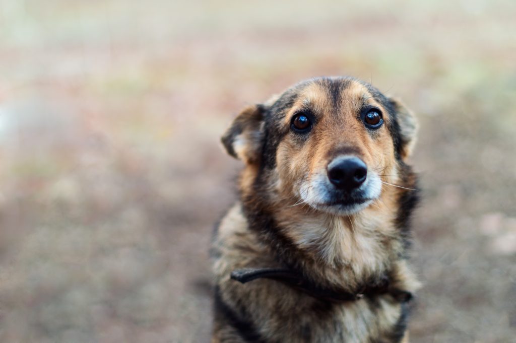 Video: Hund trauert um seinen toten besten Freund