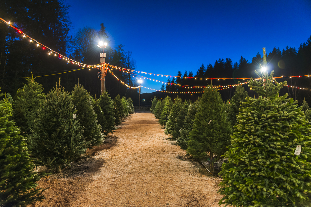 Weltrekord: Ehepaar hat 350 Weihnachtsbäume im Haus