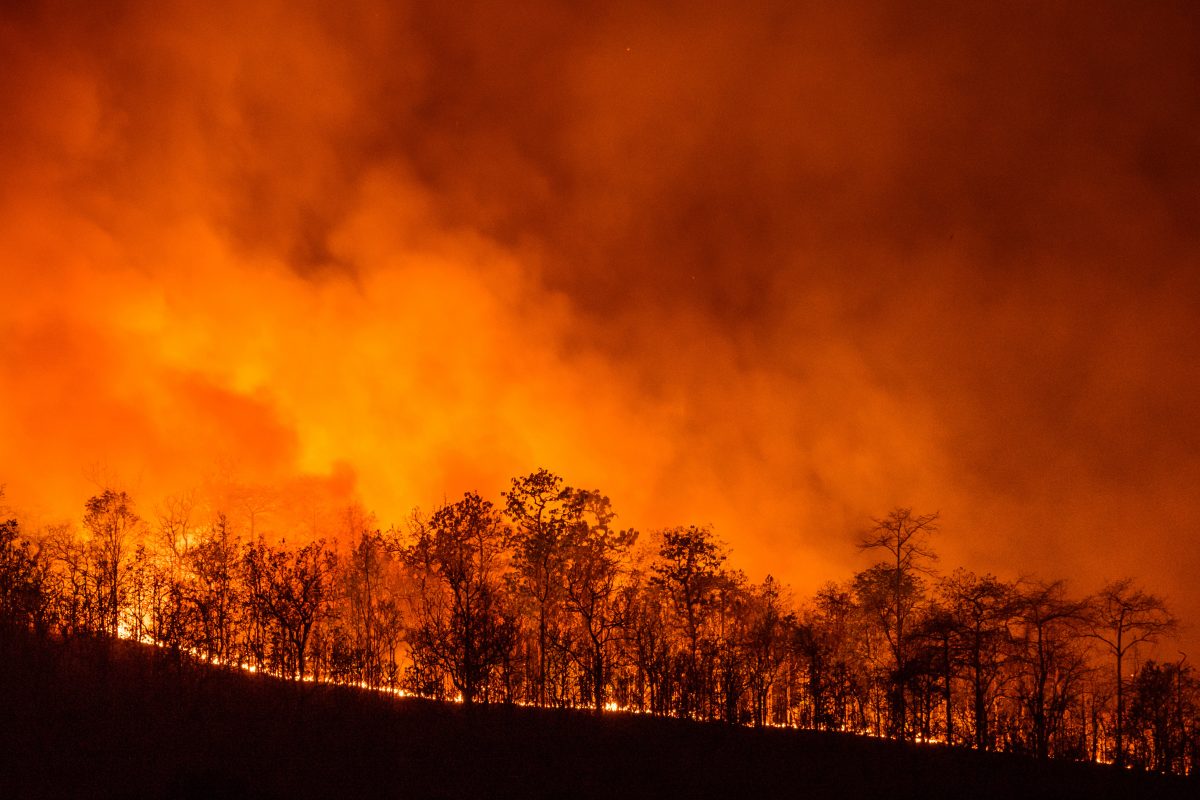 Australien erklärt Ausnahmezustand wegen Waldbränden