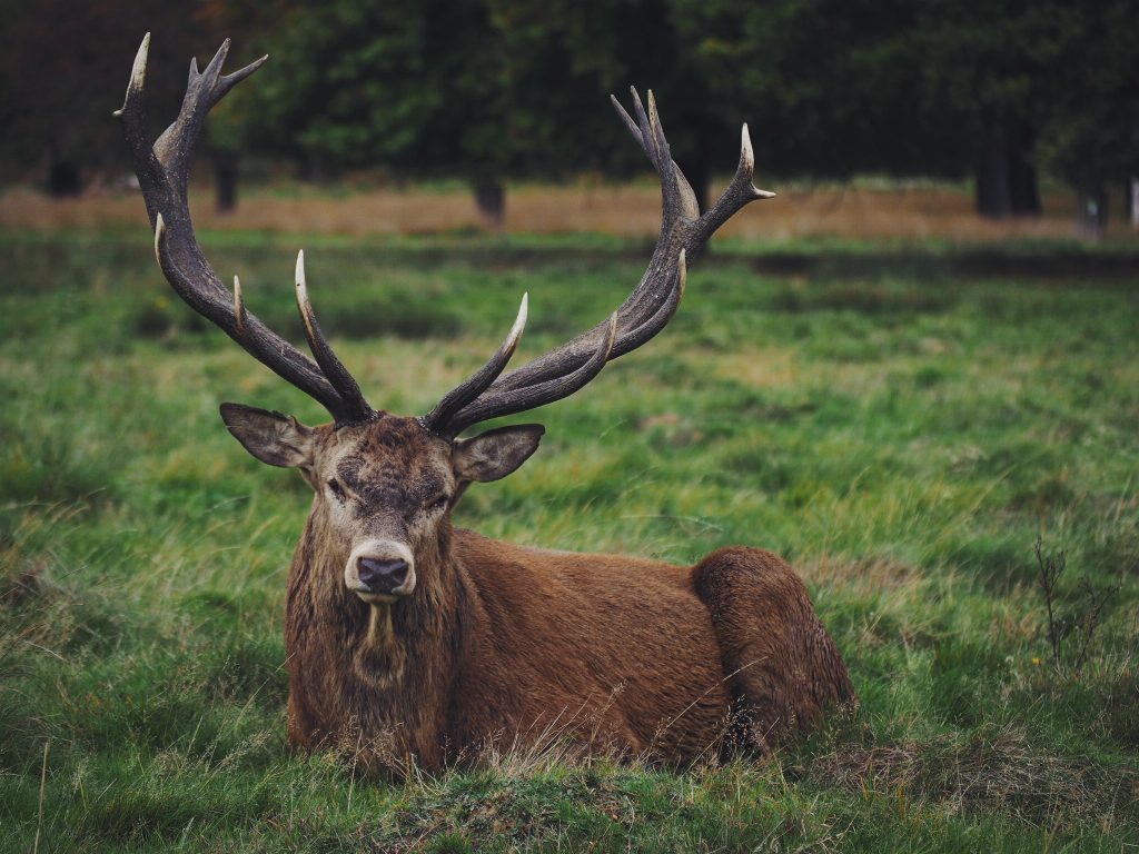 USA: Jugendliche töten Hirsch und ziehen Haut ab