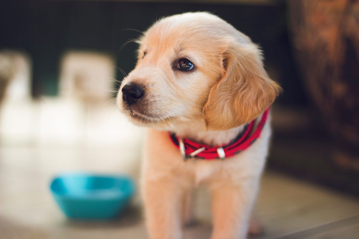 Hund stiehlt Weihnachtsgeschenke von Kindern