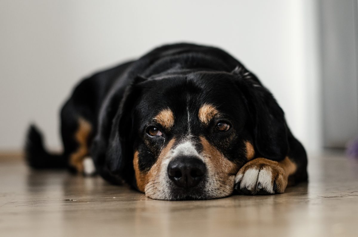 Hund stirbt wegen Angst vor Feuerwerk