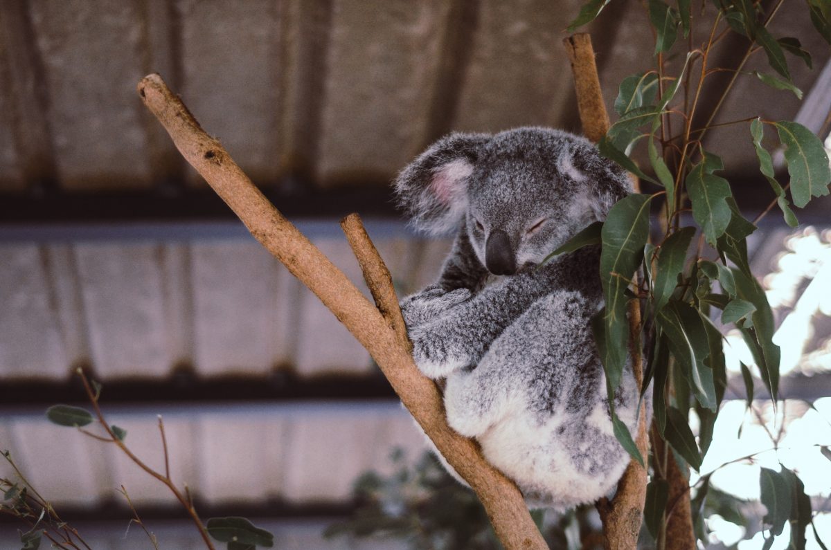 Australien: Radfahrerin hilft durstigem Koala