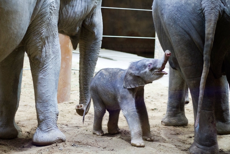 Baby-Elefant in Leipziger Zoo geboren