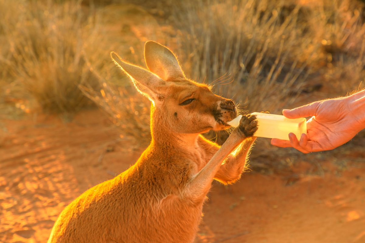 Foto von verbranntem Baby-Känguru in Australien schockt das Netz