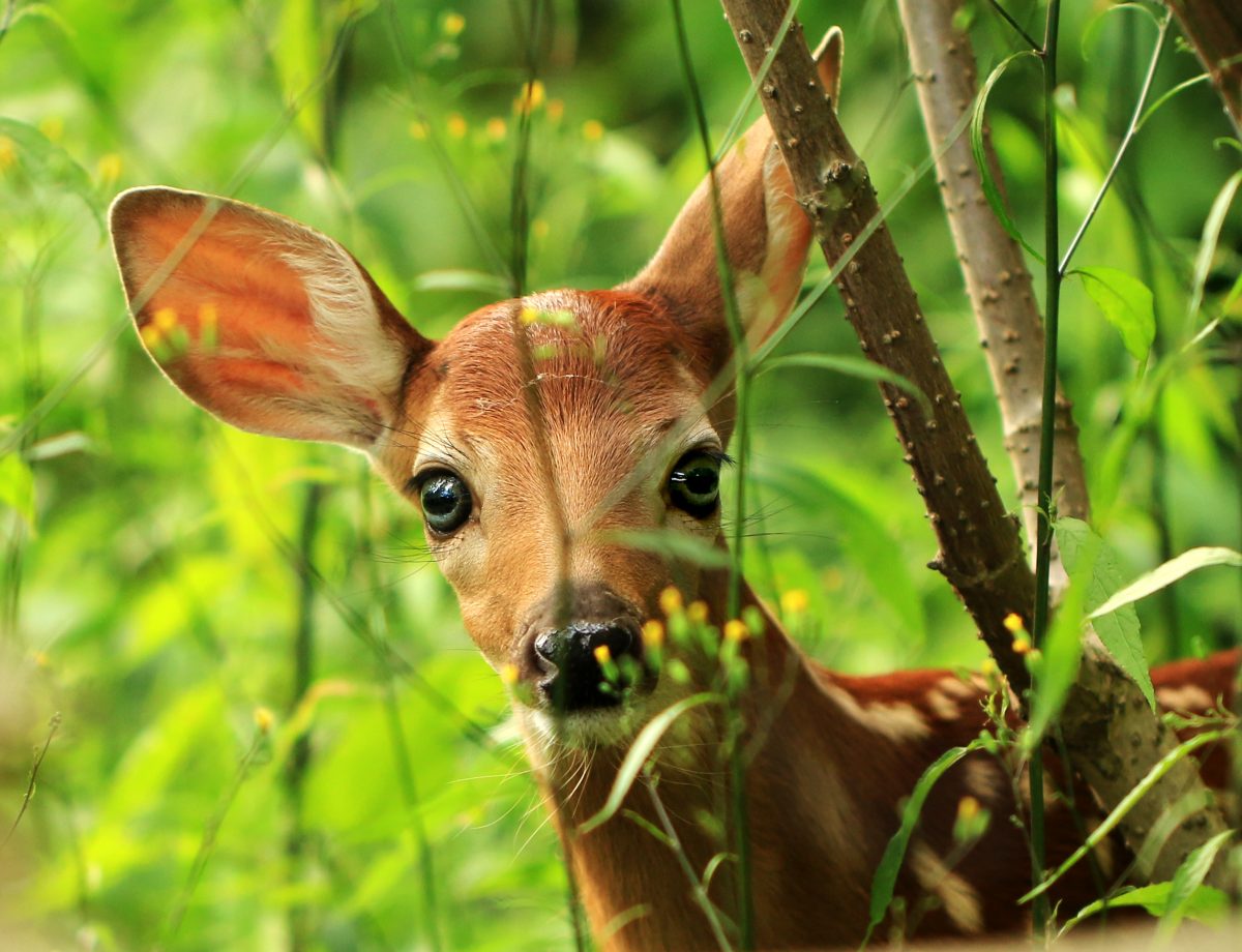 Bambi wird der nächste Disney Live-Action-Film