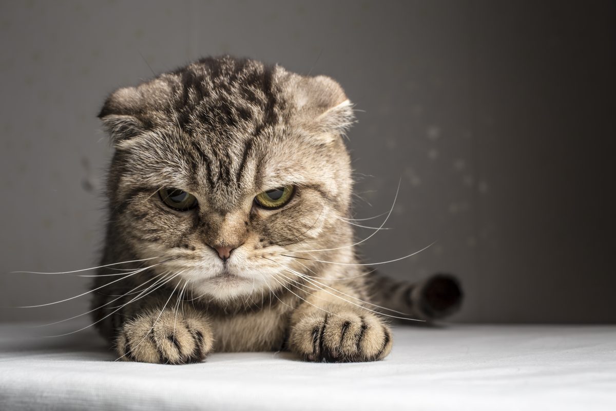 Die „schlimmste Katze der Welt“ steht zur Adoption frei