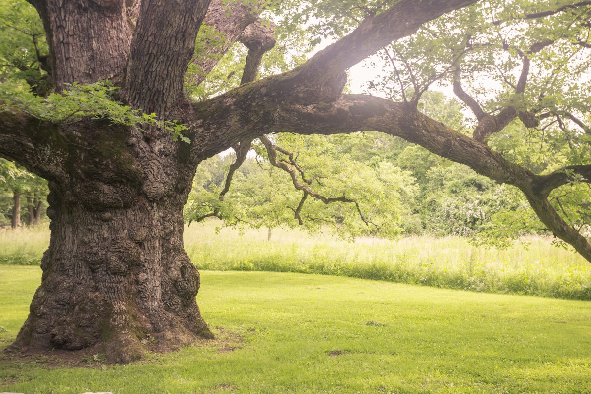 Dieser Baum ist für mehr als 100 Hochzeiten verantwortlich