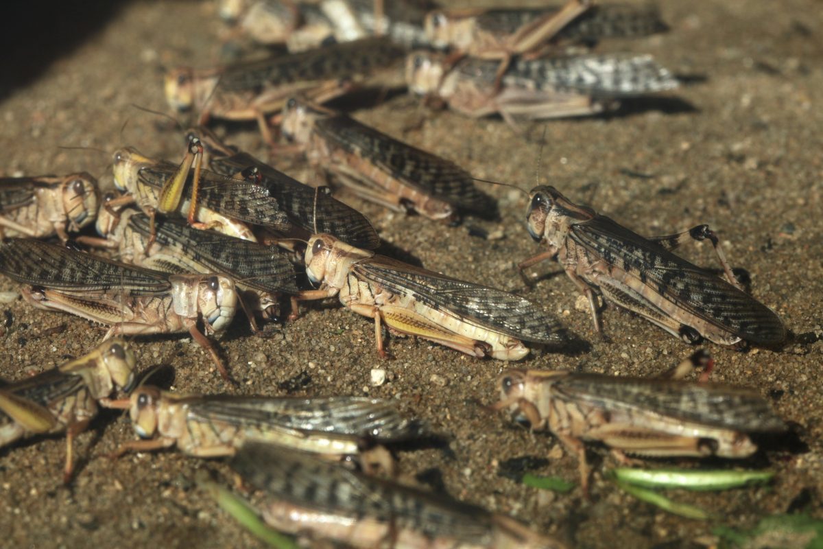 Heuschreckenplage in Ostafrika könnte zu Hungersnot führen