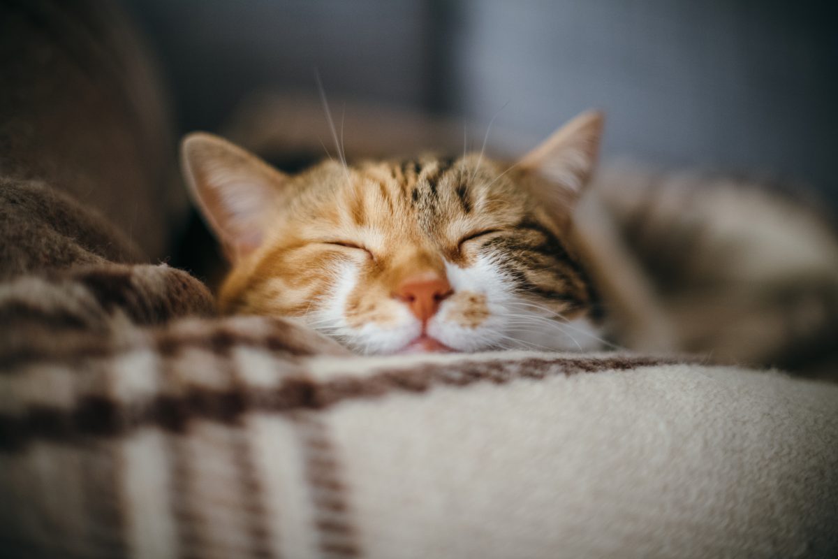 Katze Aus Versehen Beim Impfen Eingeschlafert