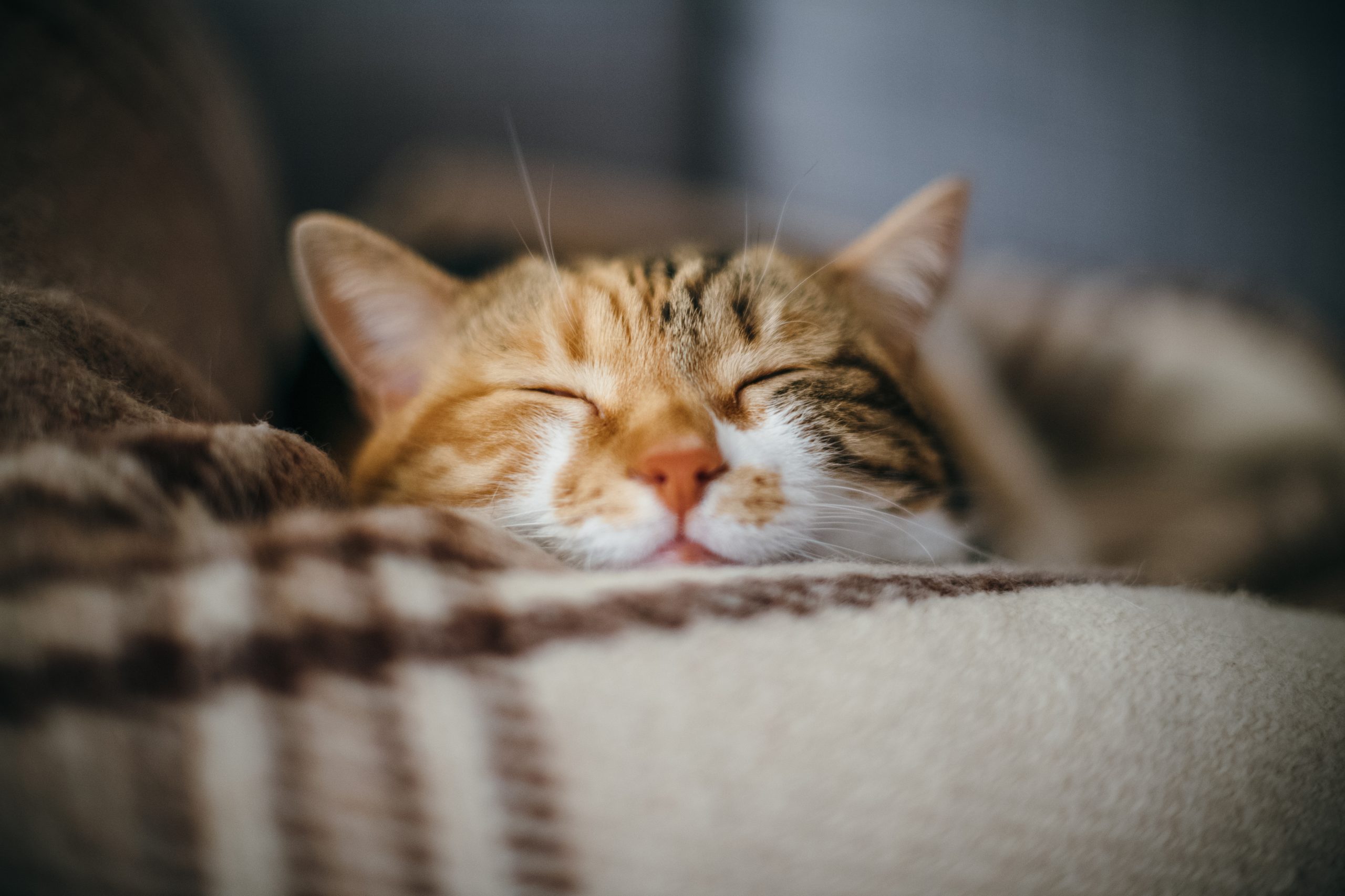 Katze Aus Versehen Beim Impfen Eingeschlafert