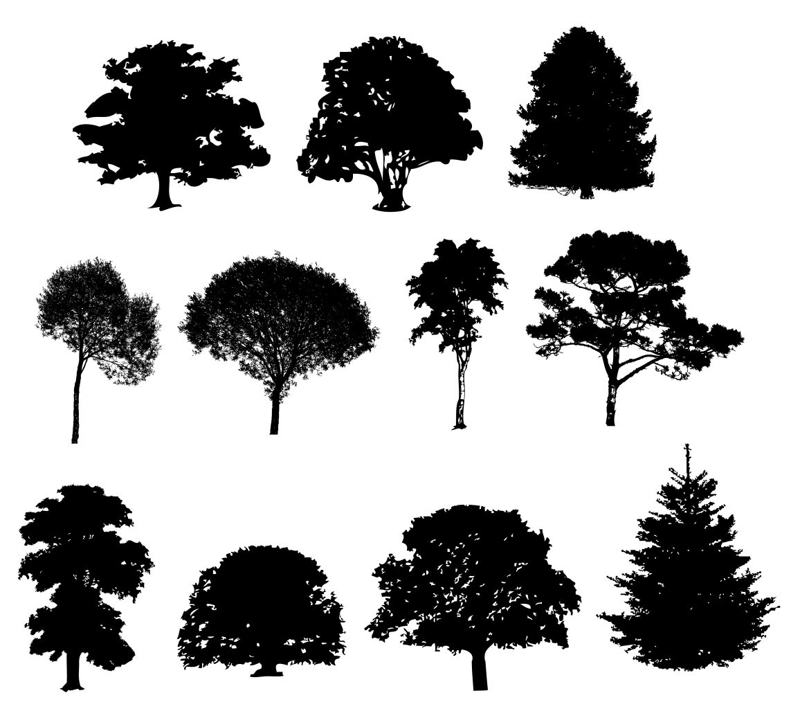 Keltisches Horoskop: Das sagt dein Seelenbaum über dich aus