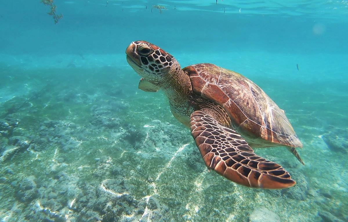 Korallenschutz: Inselstaat Palau verbietet Sonnencremes