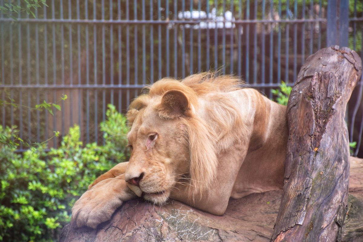 Sudan: Löwen im Zoo droht der Hungertod