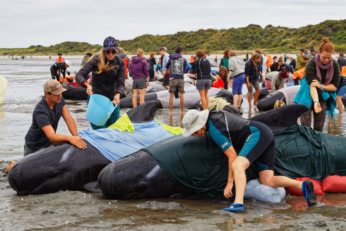 Gestrandete Wale in Neuseeland: Hunderte Freiwillige retten die Tiere