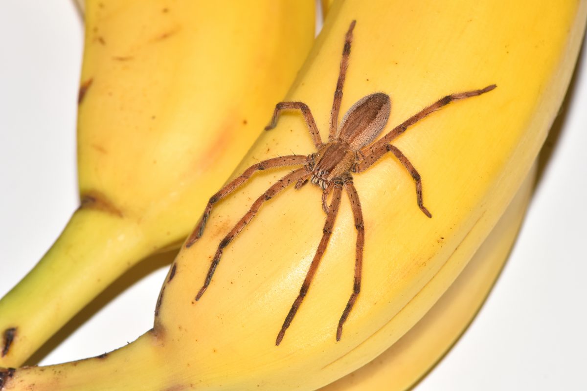 Riesenspinne krabbelt aus Bananenschachtel in der Steiermark