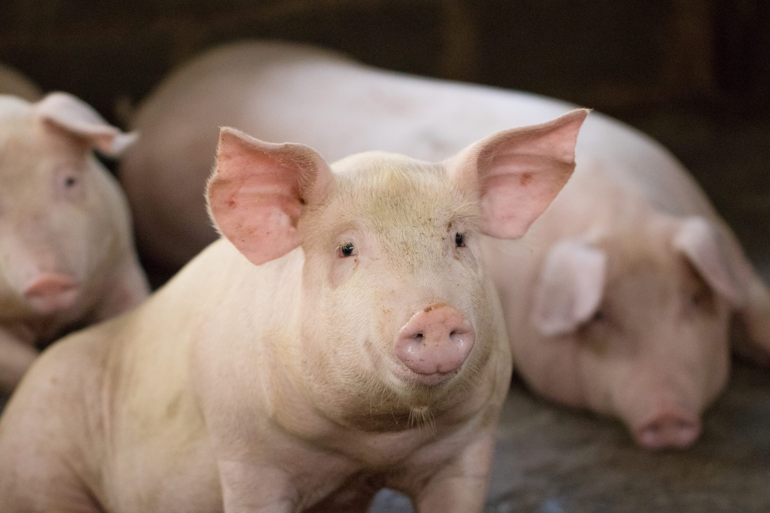 Schweine fressen eigenen Bauern in Polen auf