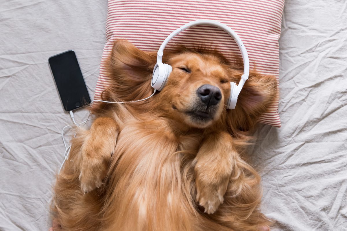 Spotify bietet Playlist für Haustiere an