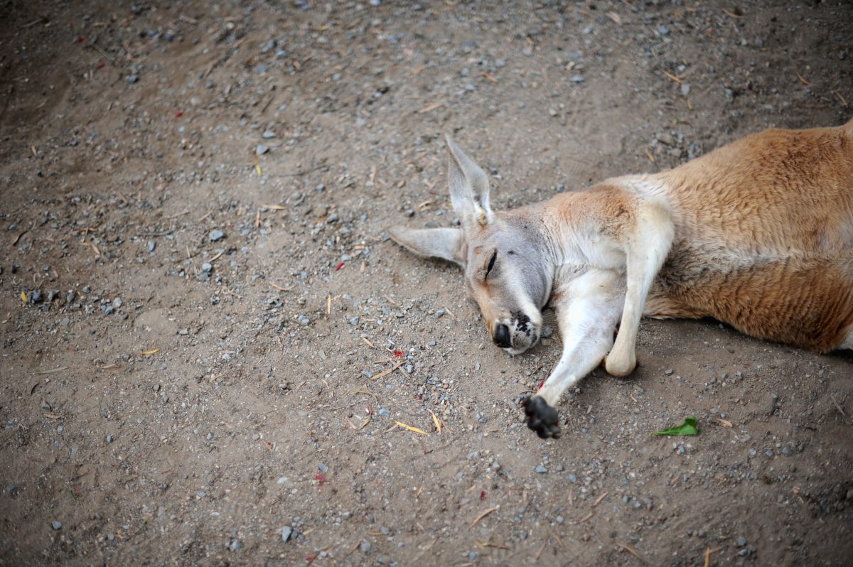 Teenager quält Känguru in Australien zu Tode