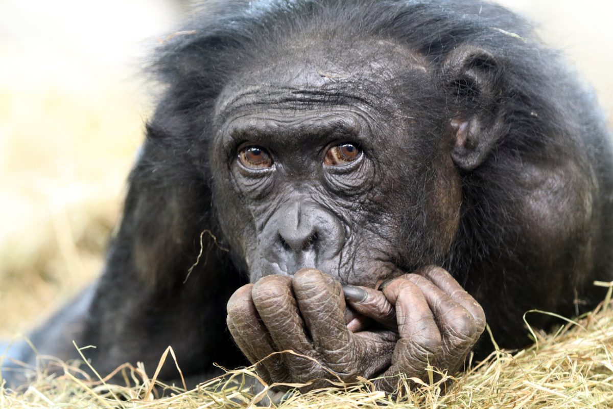 Zoo Frankfurt: Affen-Mama trägt totes Baby tagelang durchs Bonobo-Gehege