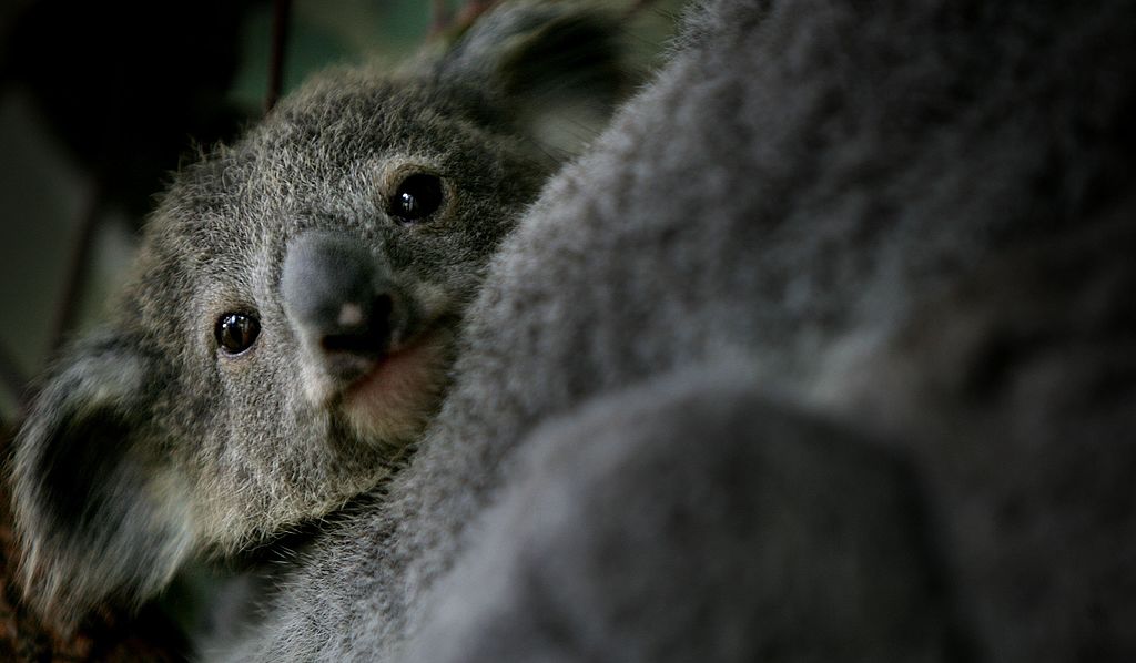 Australien: Rettungskräfte sollen Babytiere töten